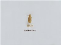 藏品(淡白凹苔蛾)的圖片